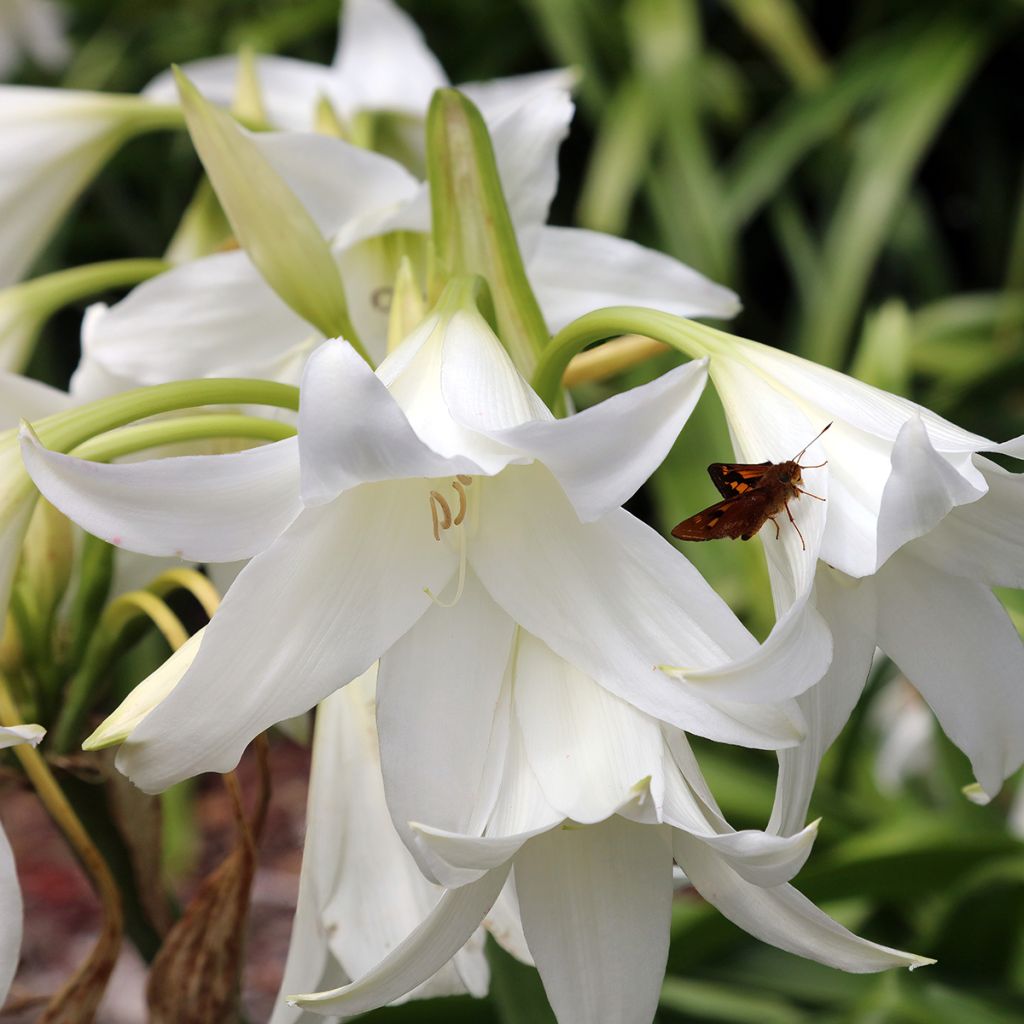 Amaryllis belladonna Alba - Amarillide d'estate