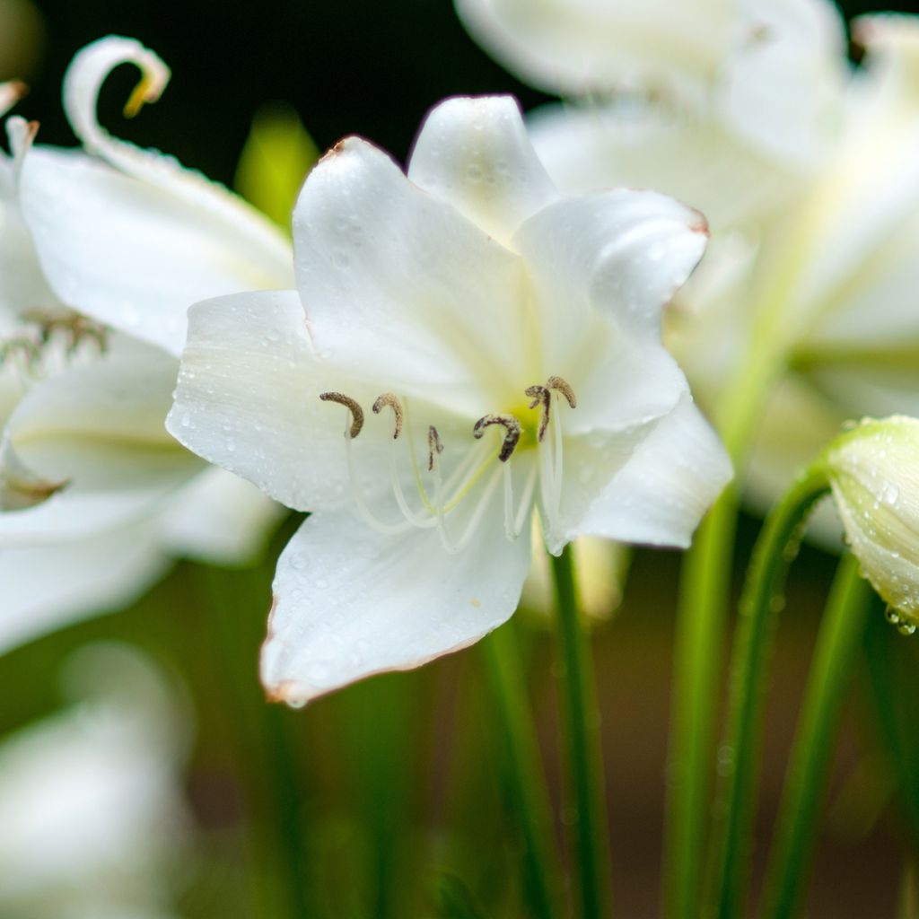 Amaryllis belladonna Alba - Amarillide d'estate