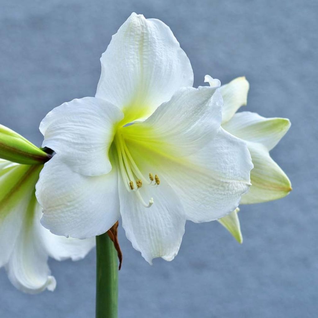 Amaryllis belladonna Ludwig Dazzler - Lis belladonne