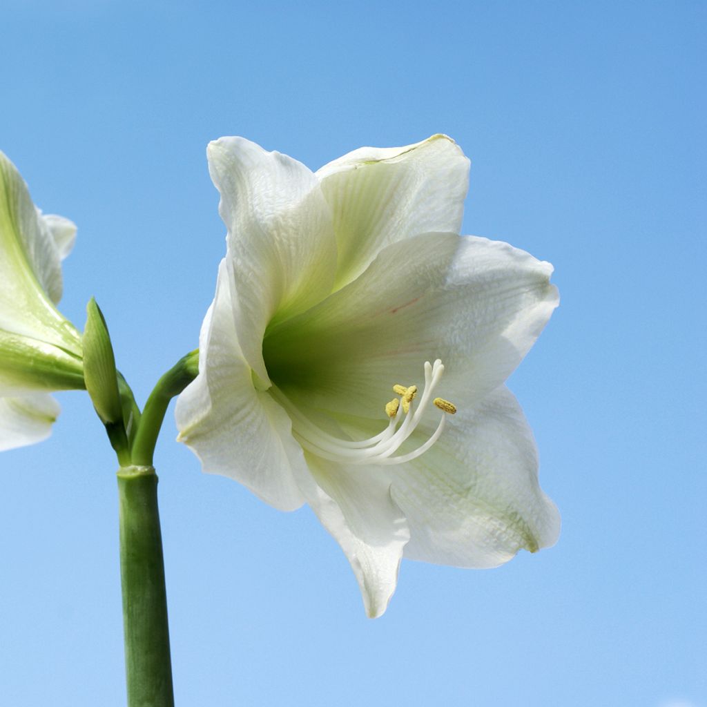 Amaryllis belladonna Ludwig Dazzler - Amarillide d'estate