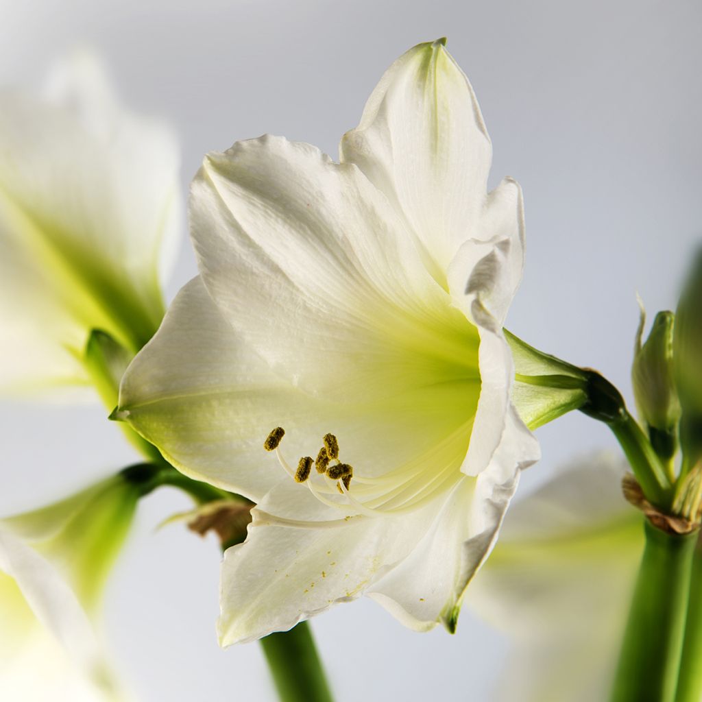 Amaryllis belladonna Ludwig Dazzler - Amarillide d'estate