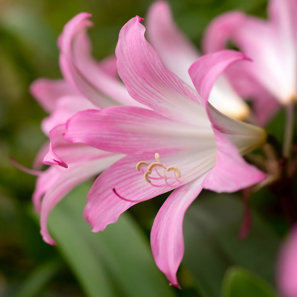 Amaryllis belladonna - Amarillide d'estate