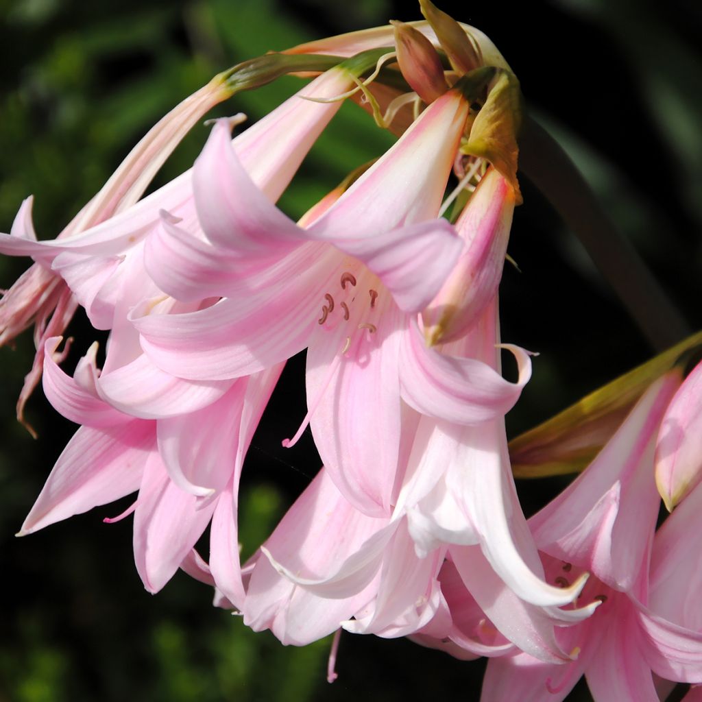 Amaryllis belladonna - Amarillide d'estate