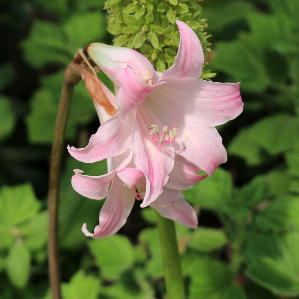 Amaryllis belladonna - Amarillide d'estate