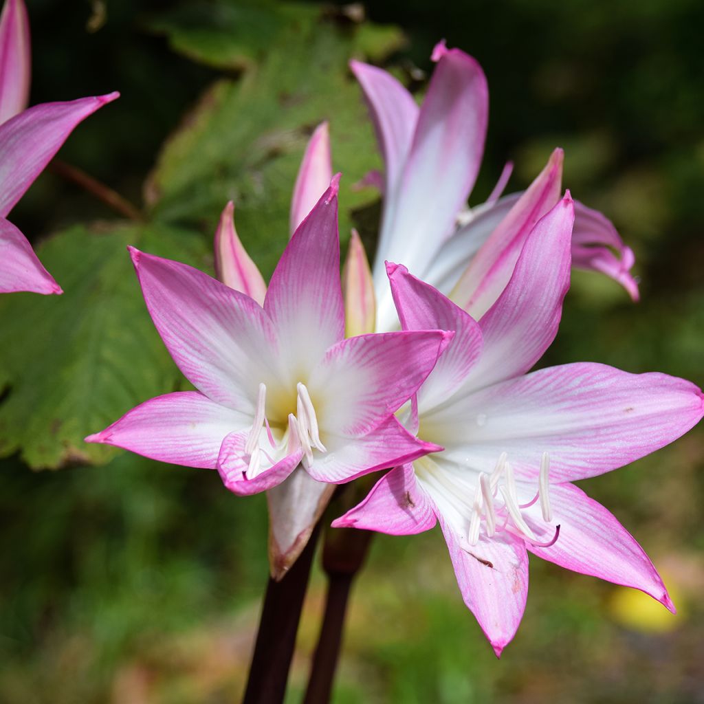 Amaryllis belladonna - Amarillide d'estate