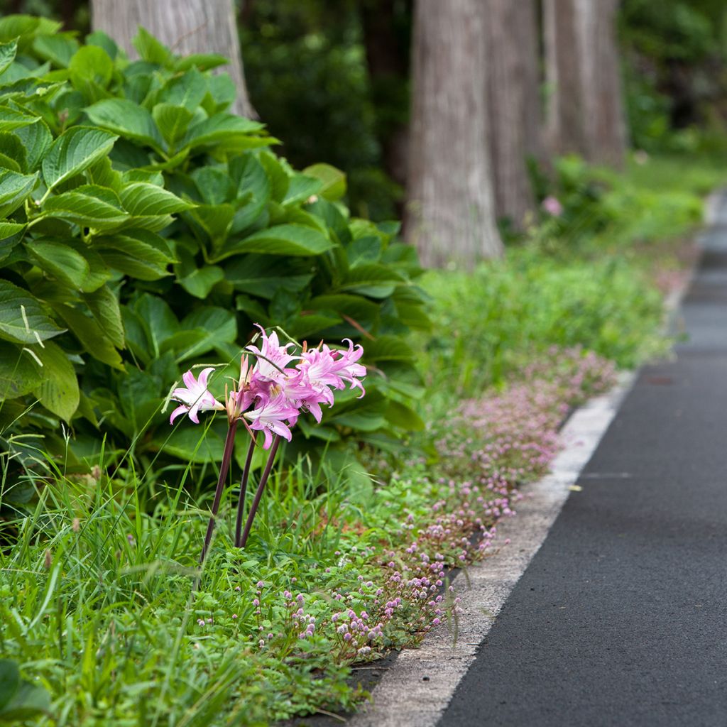 Amaryllis belladonna - Amarillide d'estate