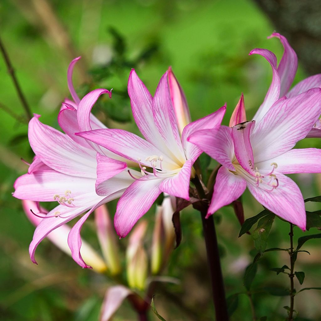 Amaryllis belladonna - Amarillide d'estate