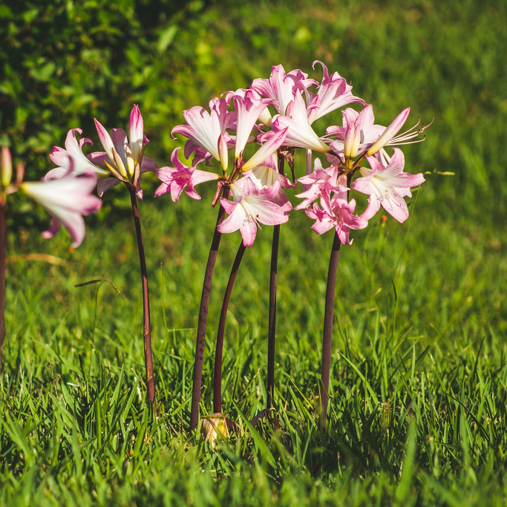 Amaryllis belladonna - Amarillide d'estate