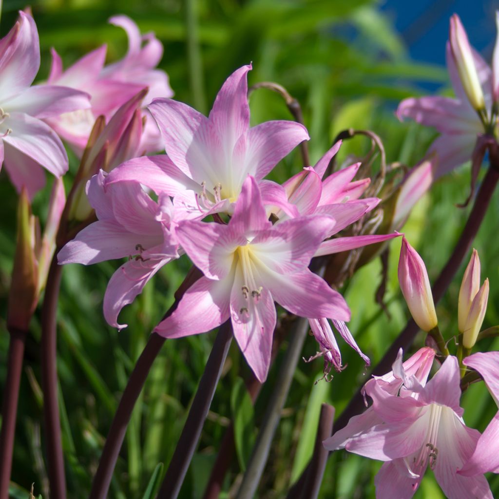 Amaryllis belladonna - Amarillide d'estate