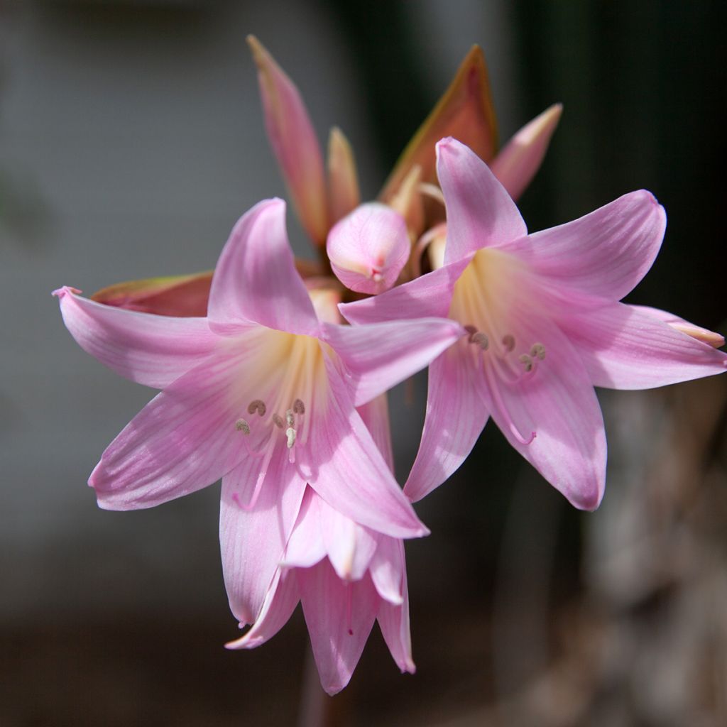 Amaryllis belladonna - Amarillide d'estate