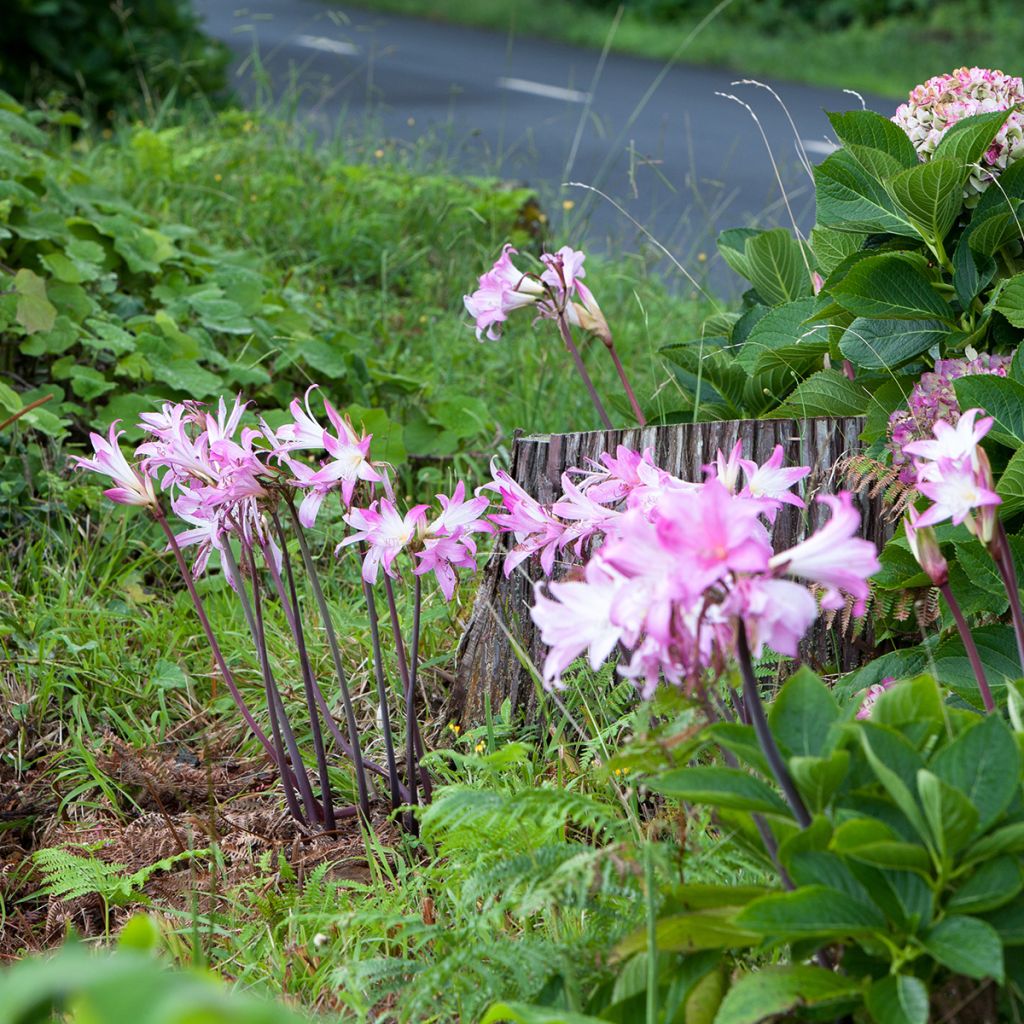 Amaryllis belladonna - Amarillide d'estate