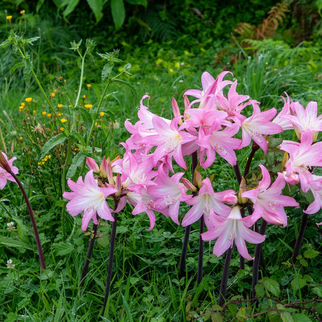 Amaryllis belladonna - Amarillide d'estate