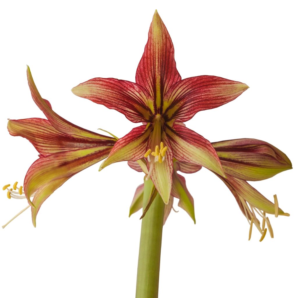 Amaryllis Cybister Mystica - Hippeastrum