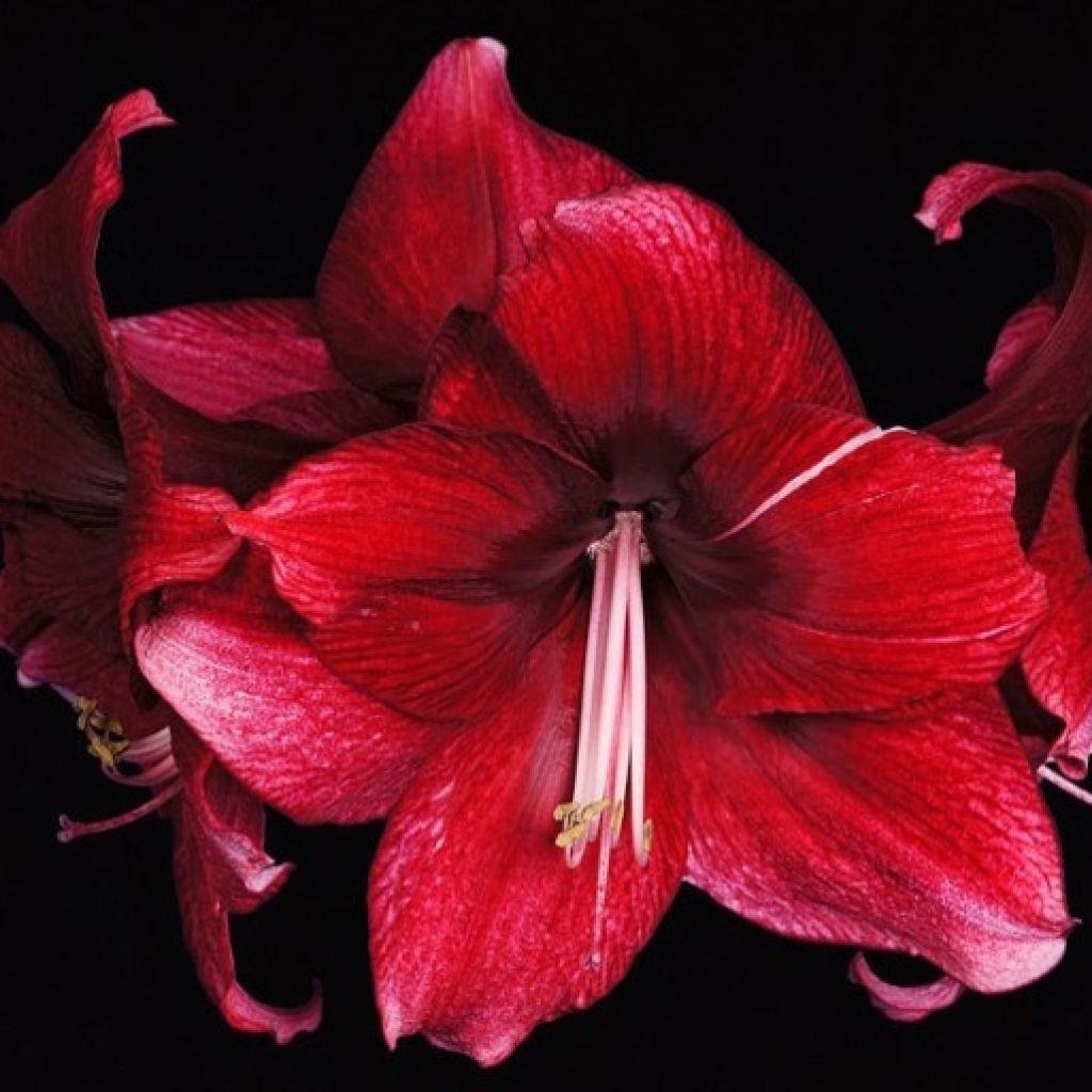 Amaryllis Daphne - Hippeastrum