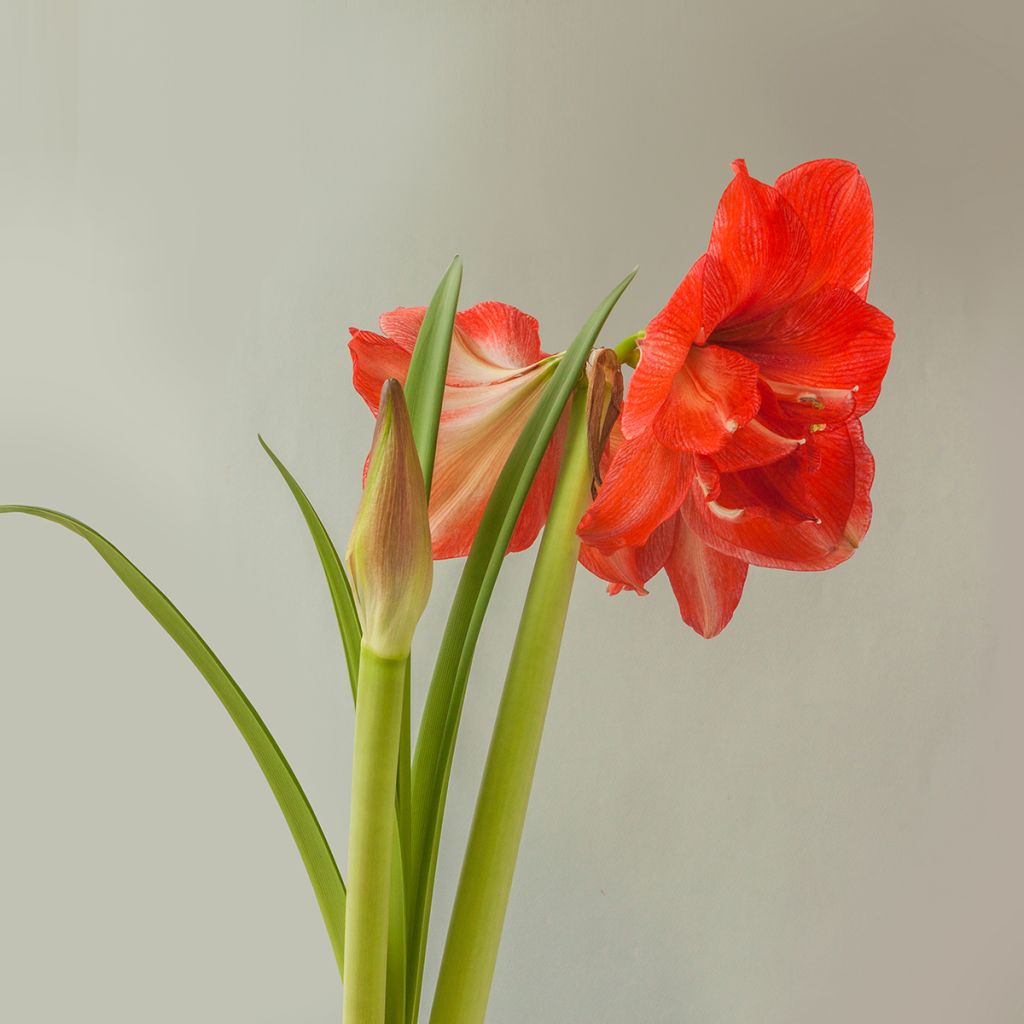 Amaryllis Celica - Hippeastrum