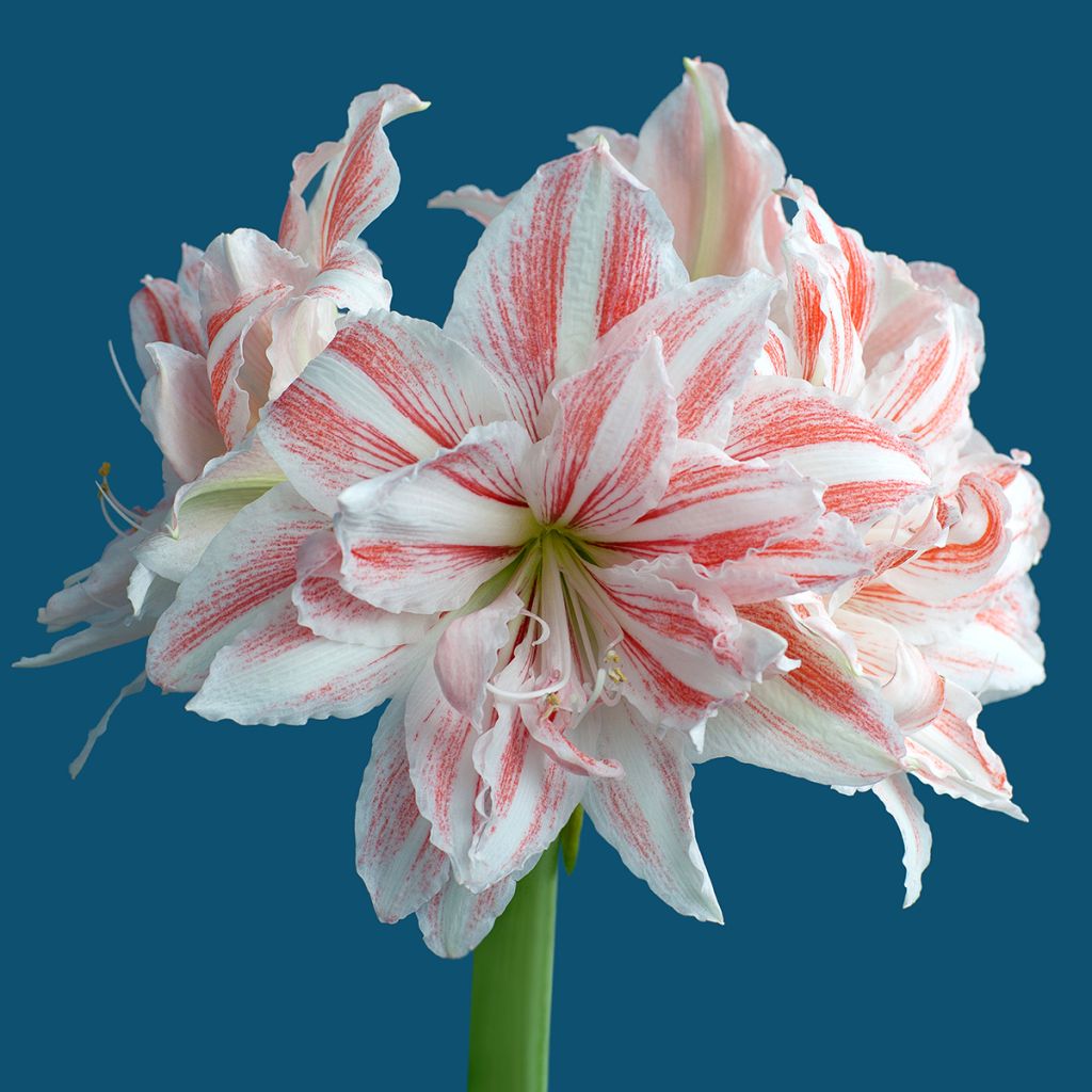 Amaryllis Dancing Queen - Hippeastrum