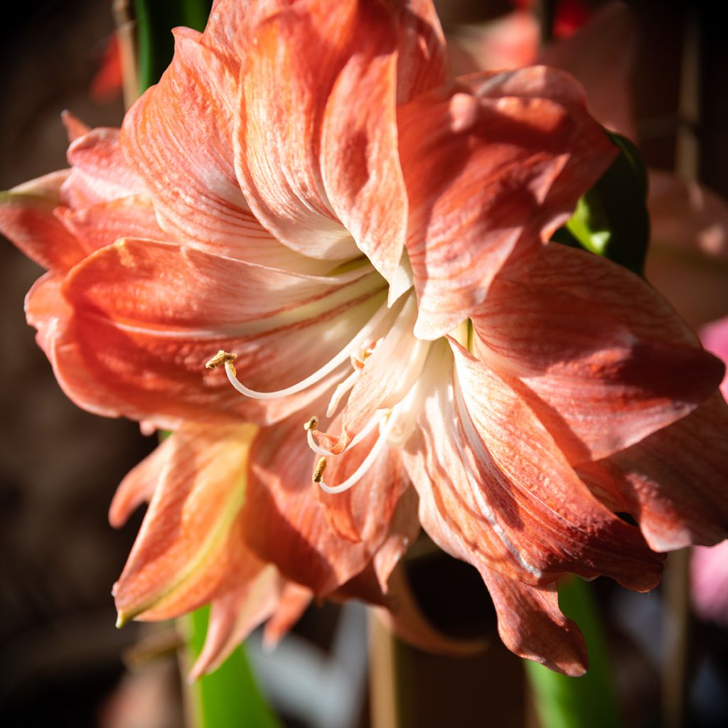 Amaryllis Lady Jane - Hippeastrum