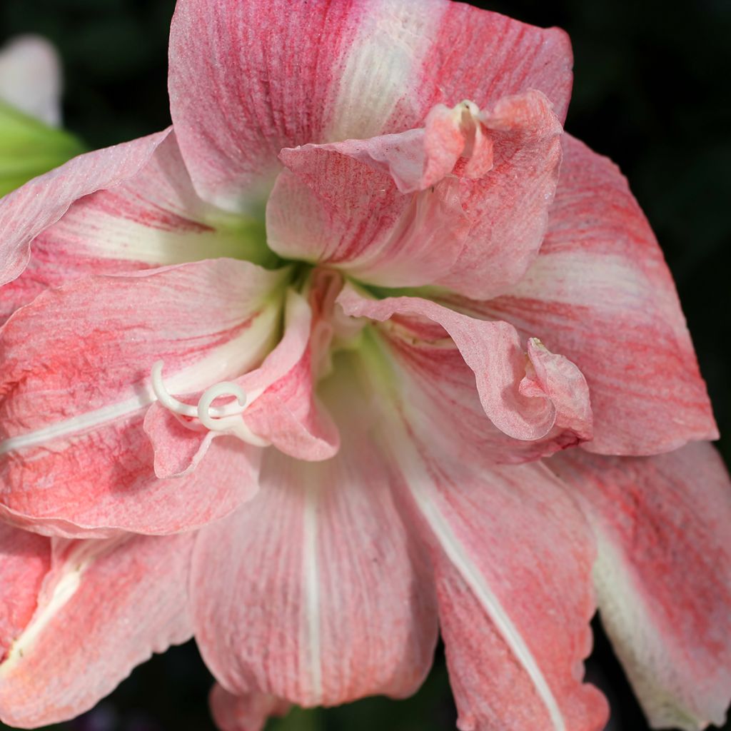 Amaryllis Lady Jane - Hippeastrum