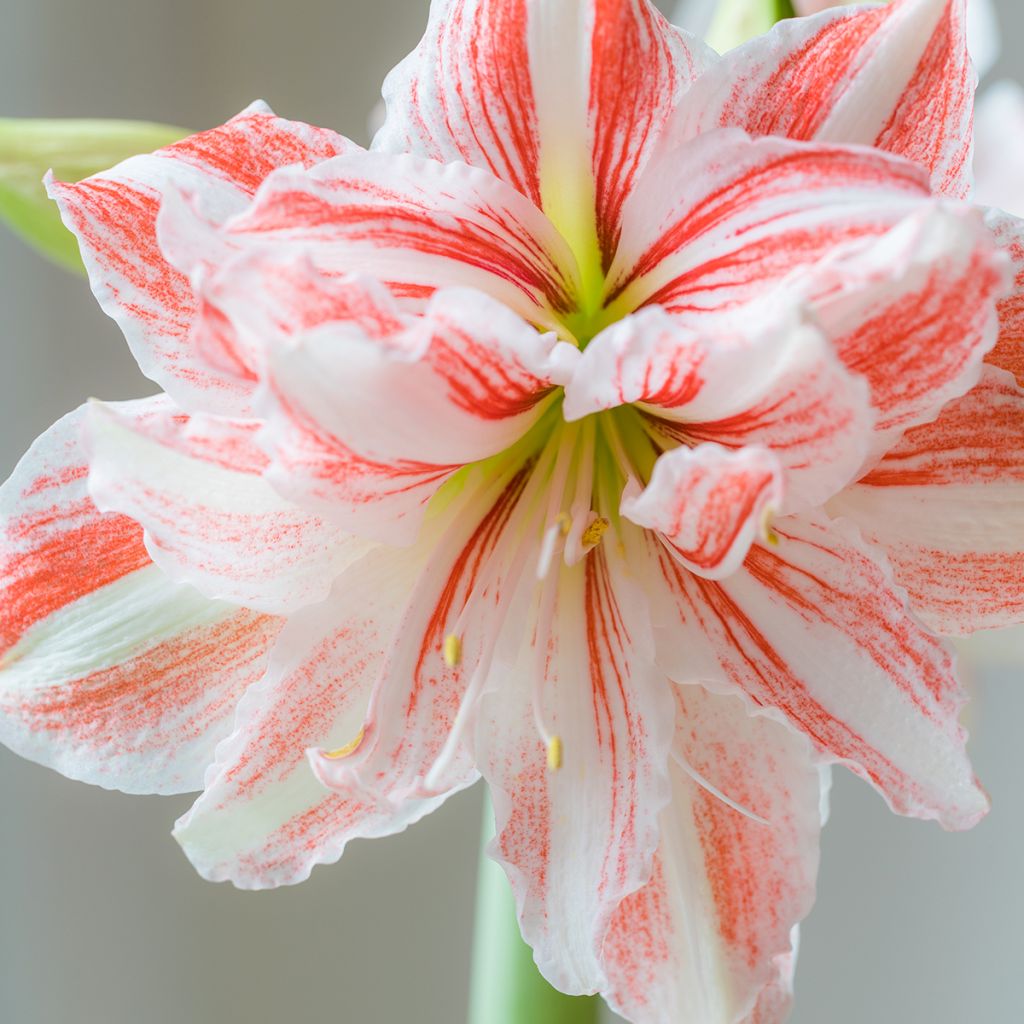 Amaryllis Nymph - Hippeastrum