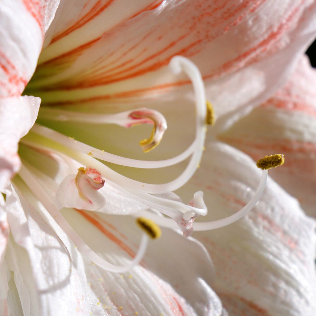 Amaryllis Nymph - Hippeastrum