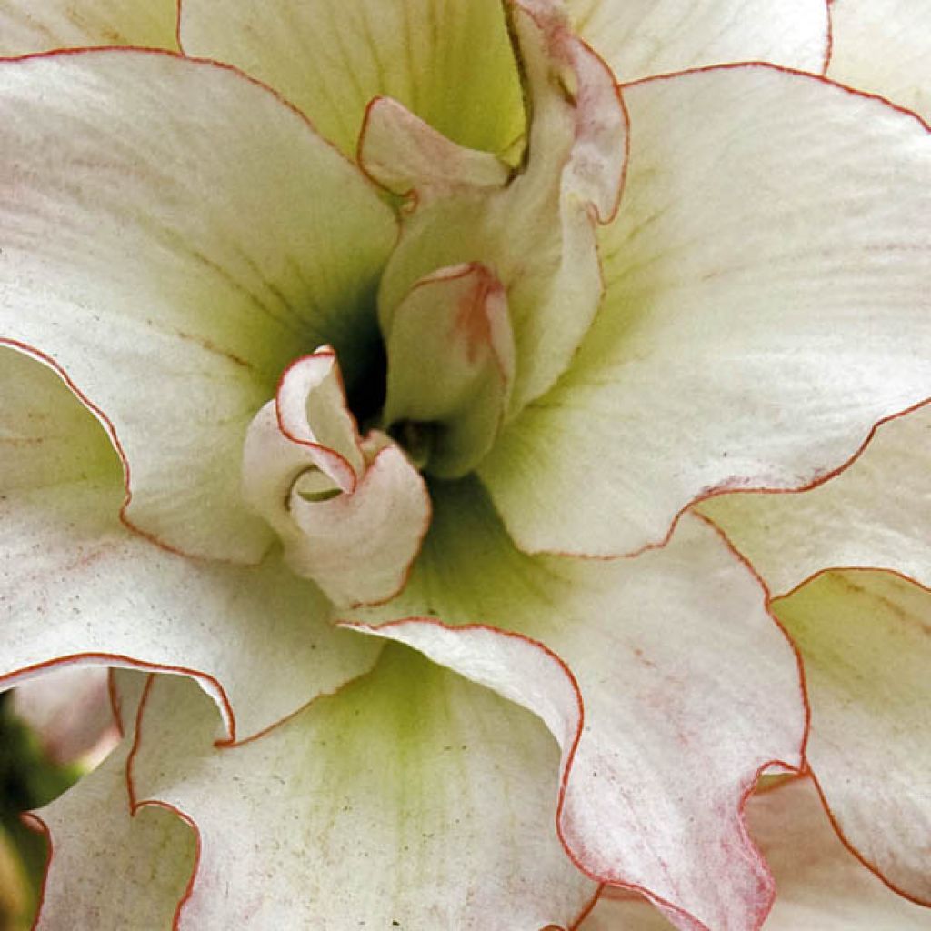 Amaryllis Double Aphrodite