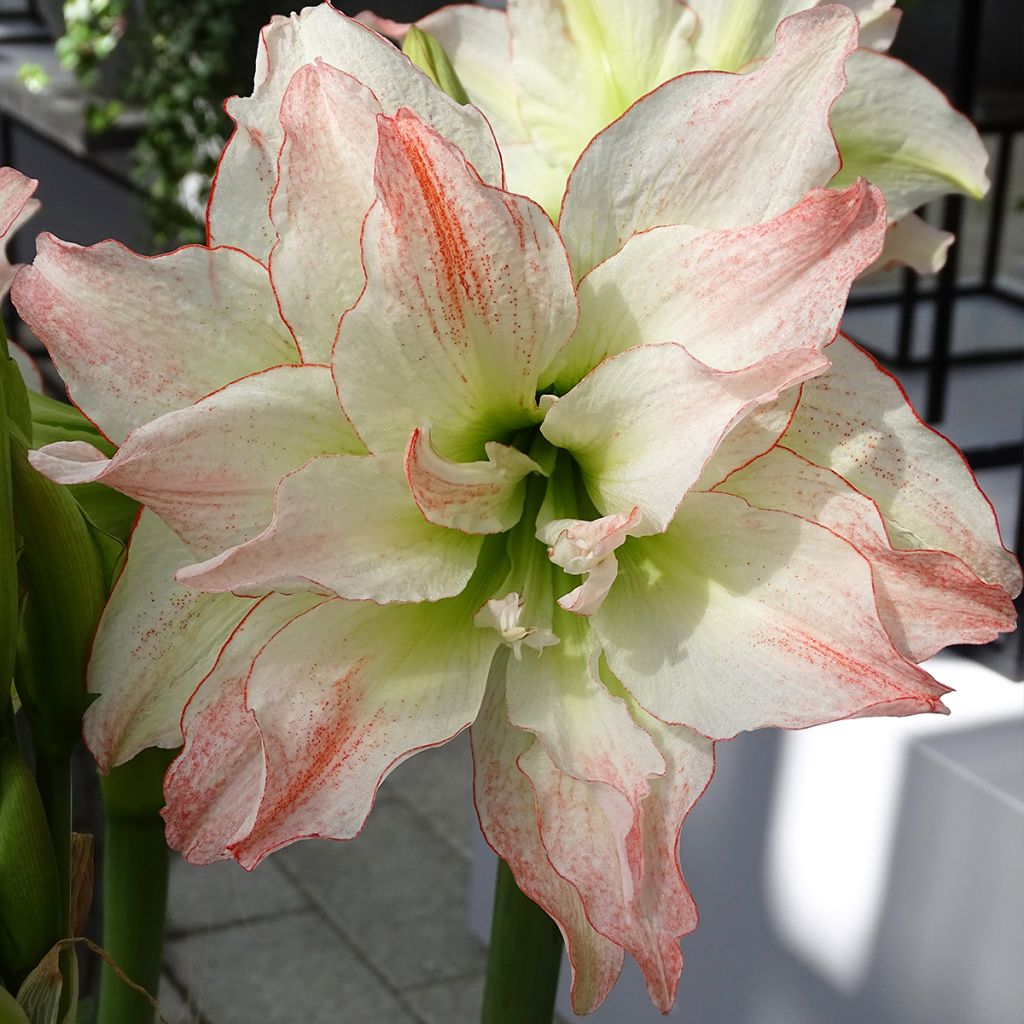 Amaryllis double Aphrodite