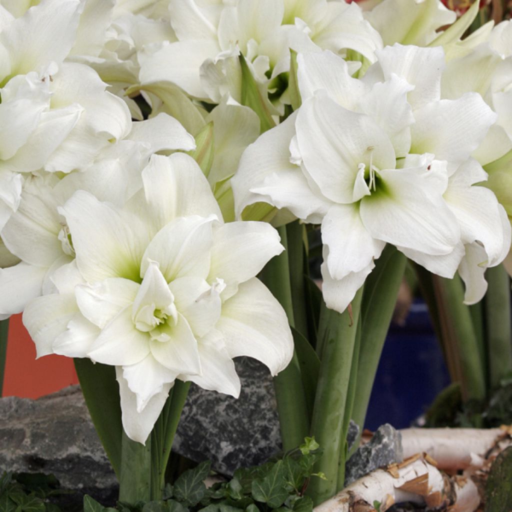 Amaryllis Ice Queen - Hippeastrum