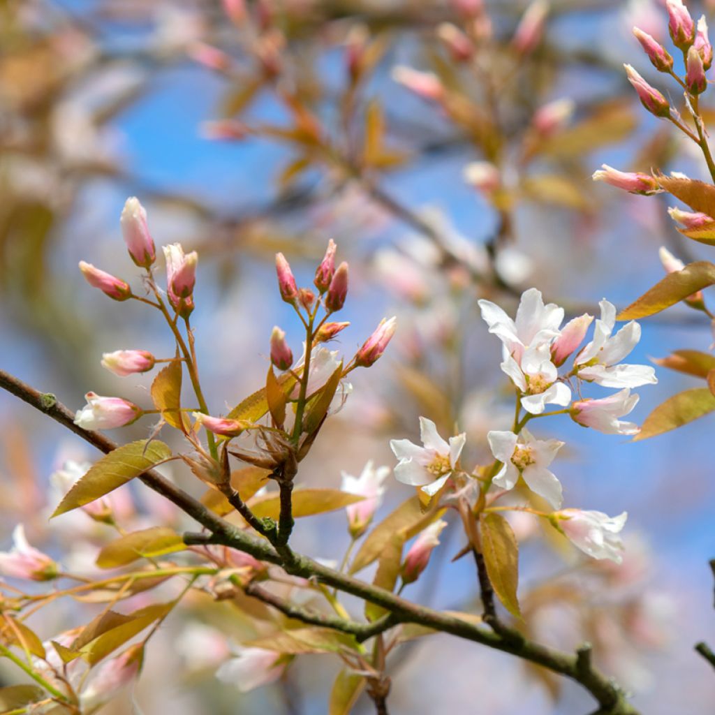 Amelanchier laevis Ballerina