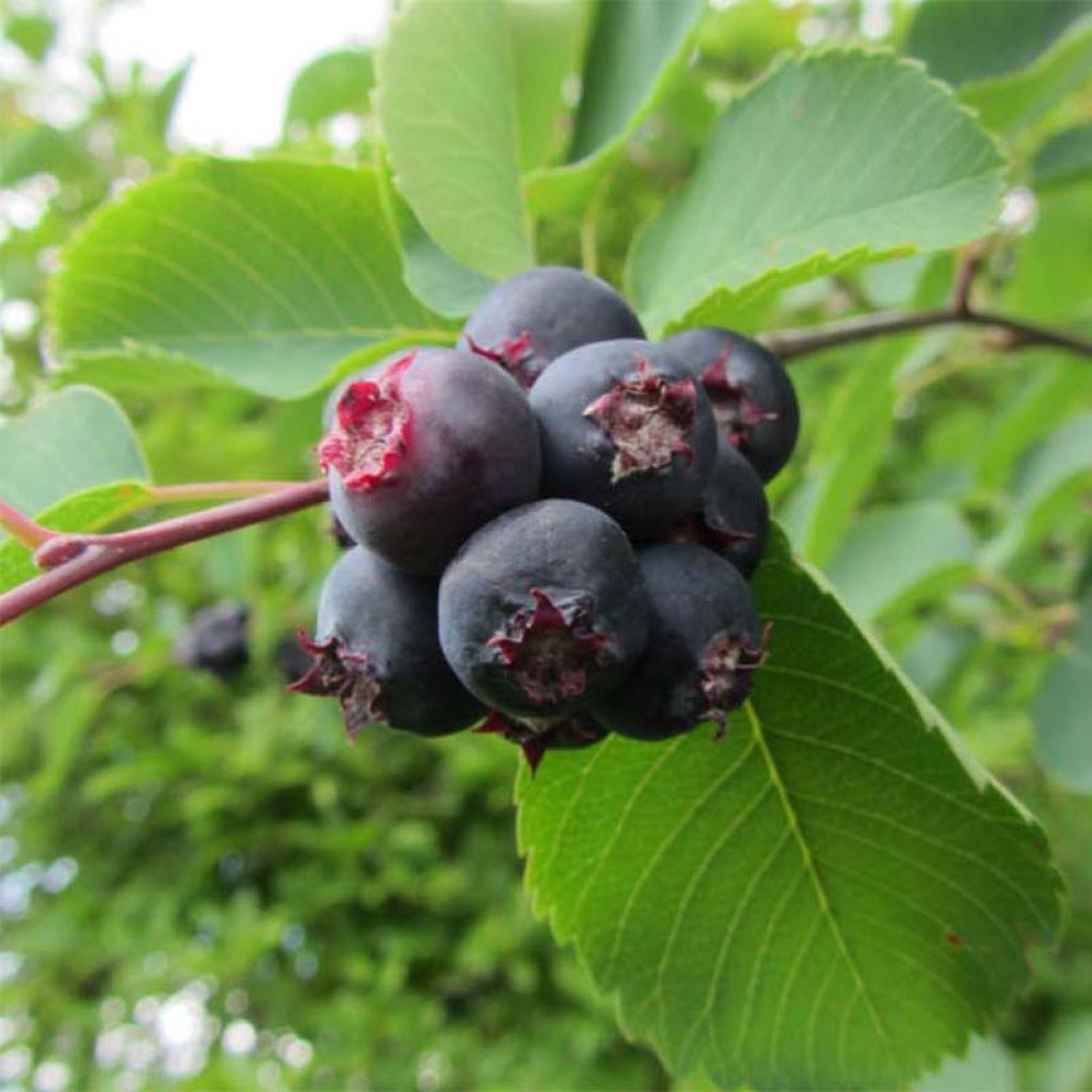 Amelanchier alnifolia Smoky