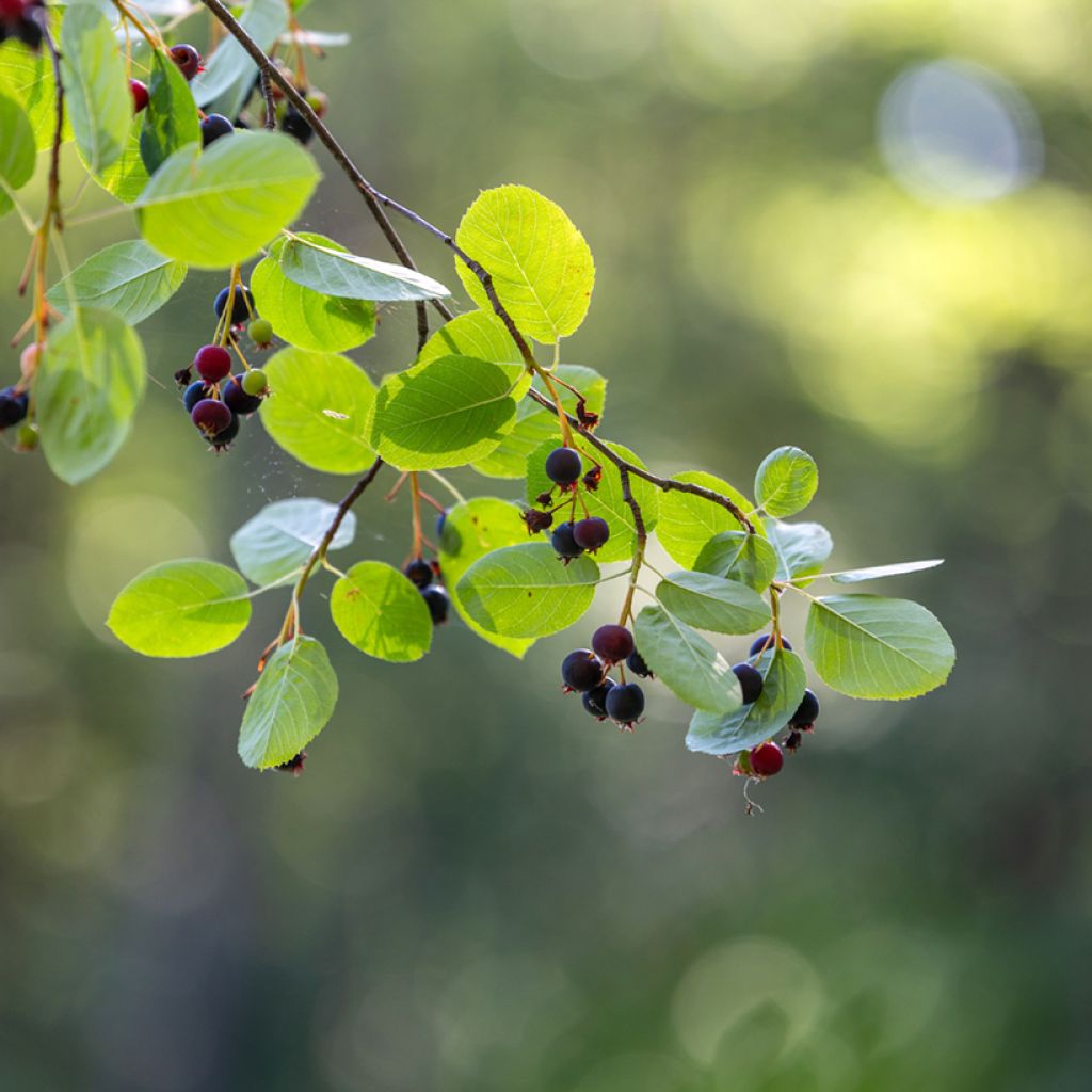 Amelanchier alnifolia Saskatoon Berry - Amelanchier