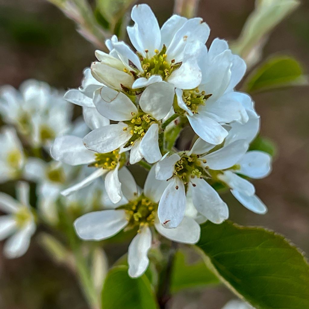 Amelanchier alnifolia Saskatoon Berry - Amelanchier