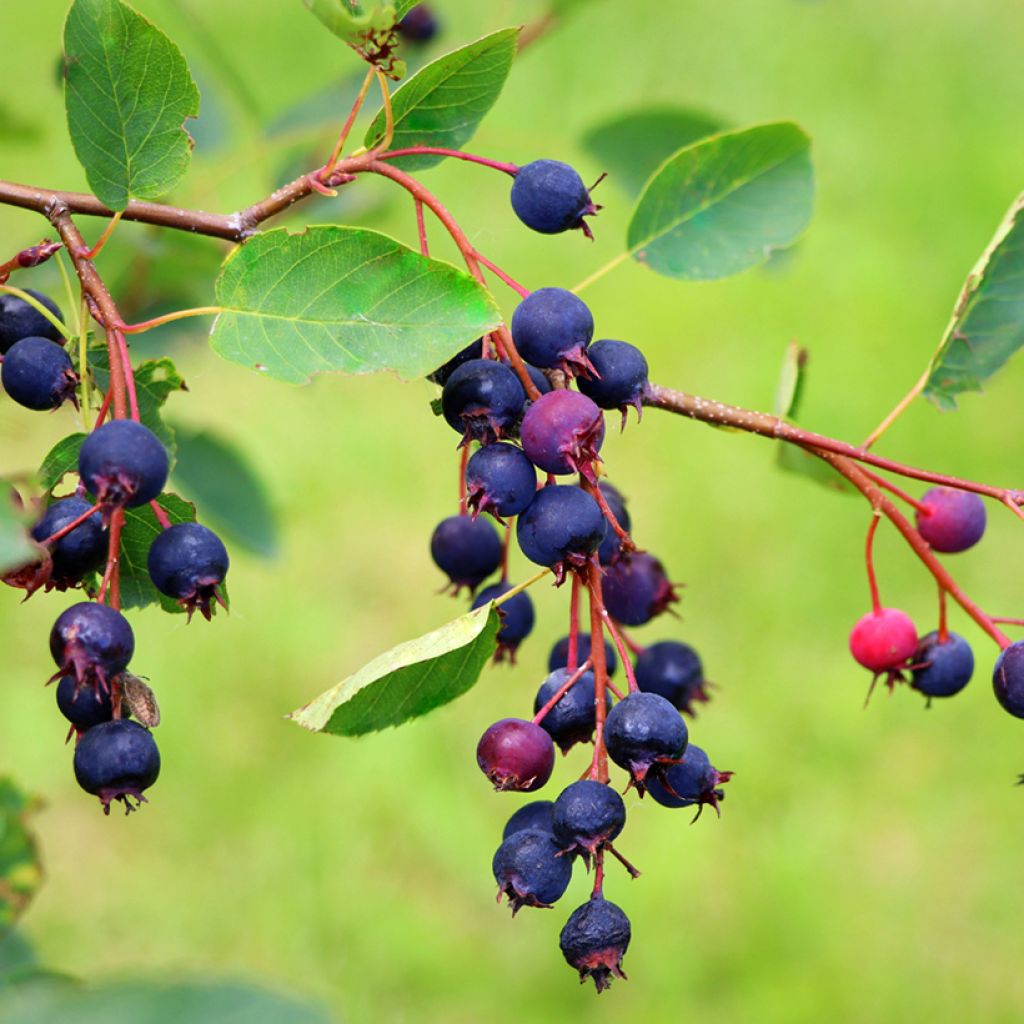 Amelanchier alnifolia Saskatoon Berry - Amelanchier