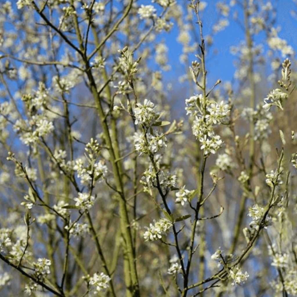 Amelanchier canadensis October Flame - Pero corvino