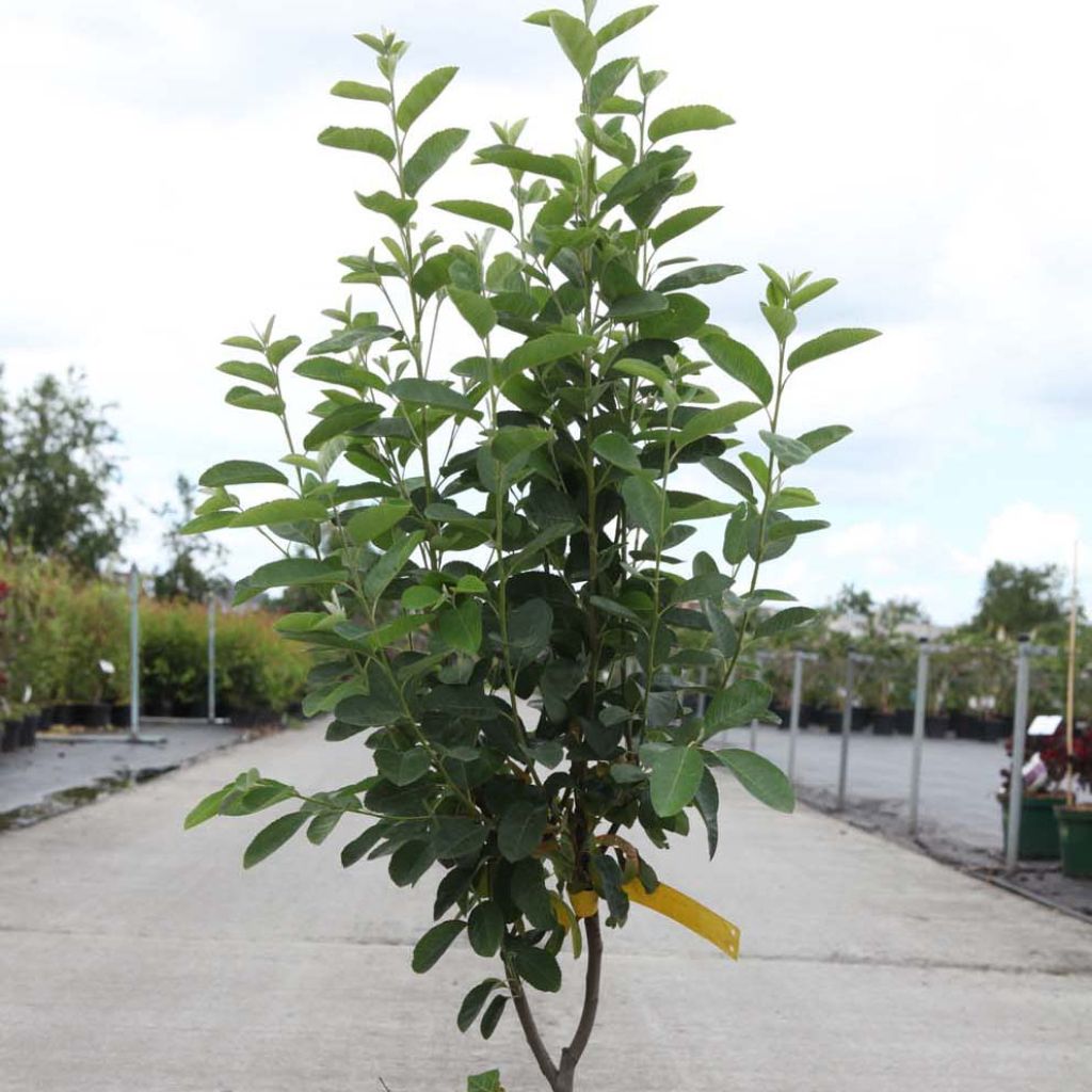 Amelanchier canadensis Rainbow Pillar - Pero corvino