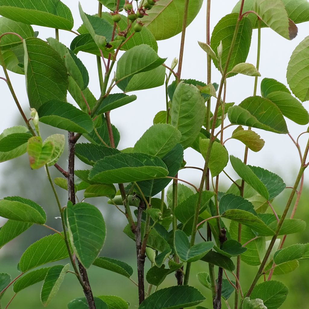 Amelanchier spicata