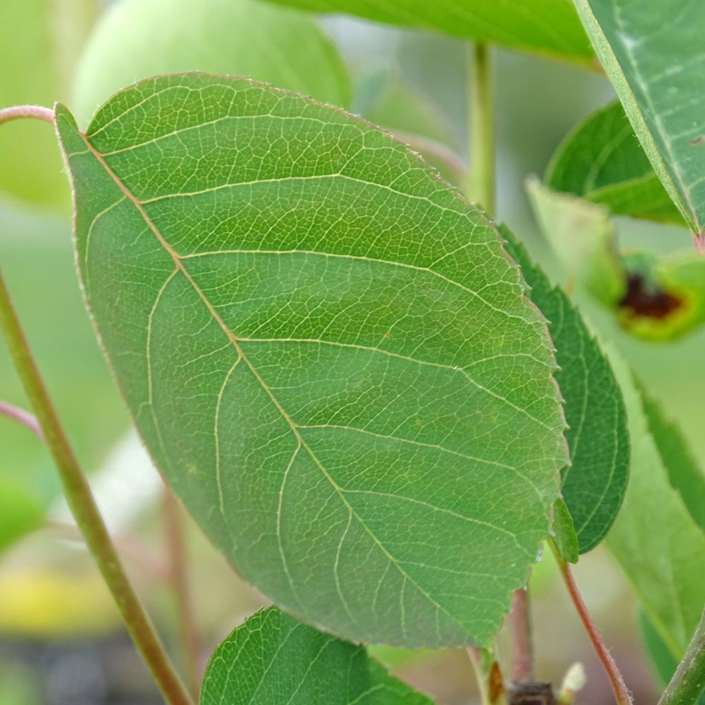 Amelanchier spicata