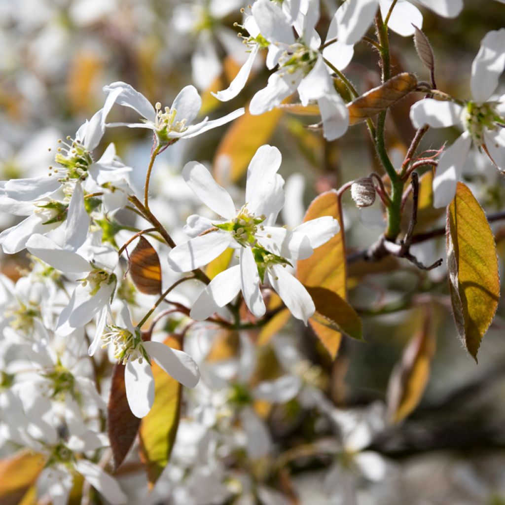 Amelanchier spicata