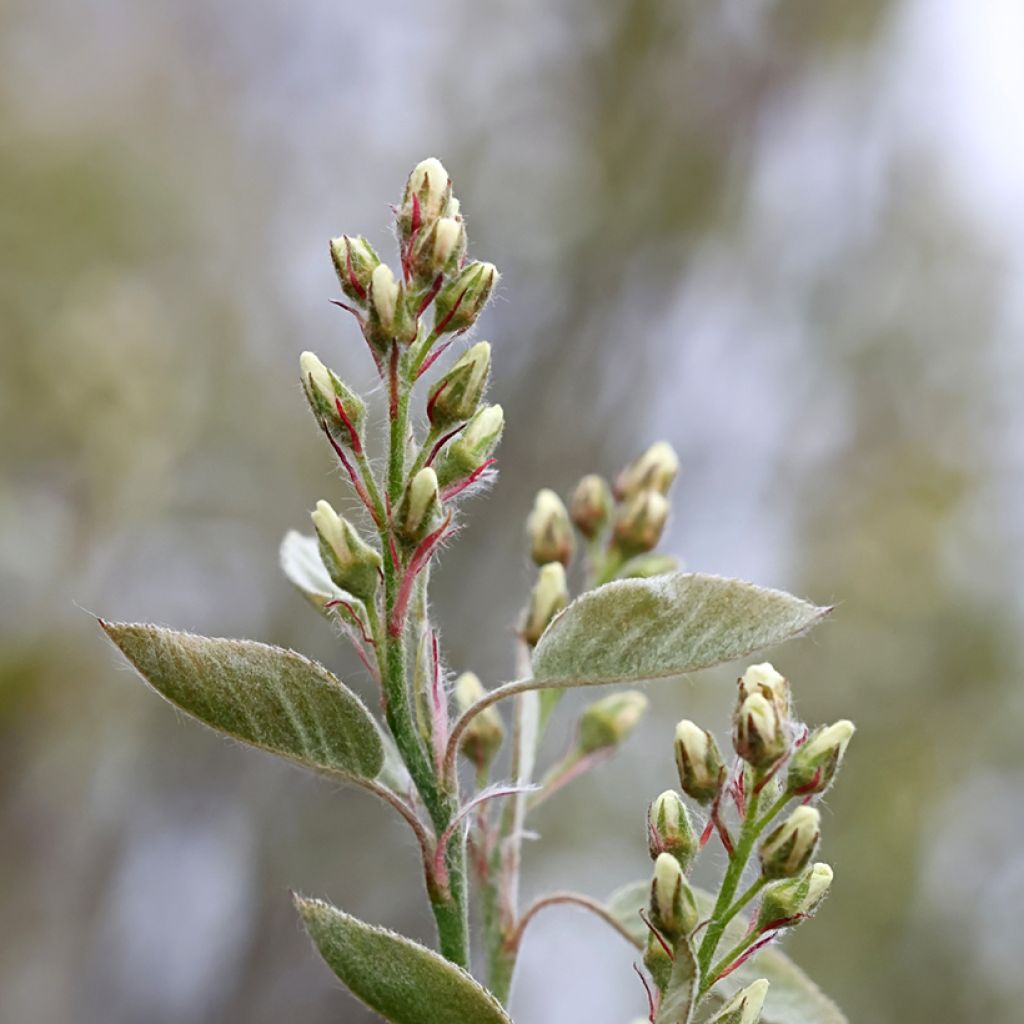 Amelanchier spicata