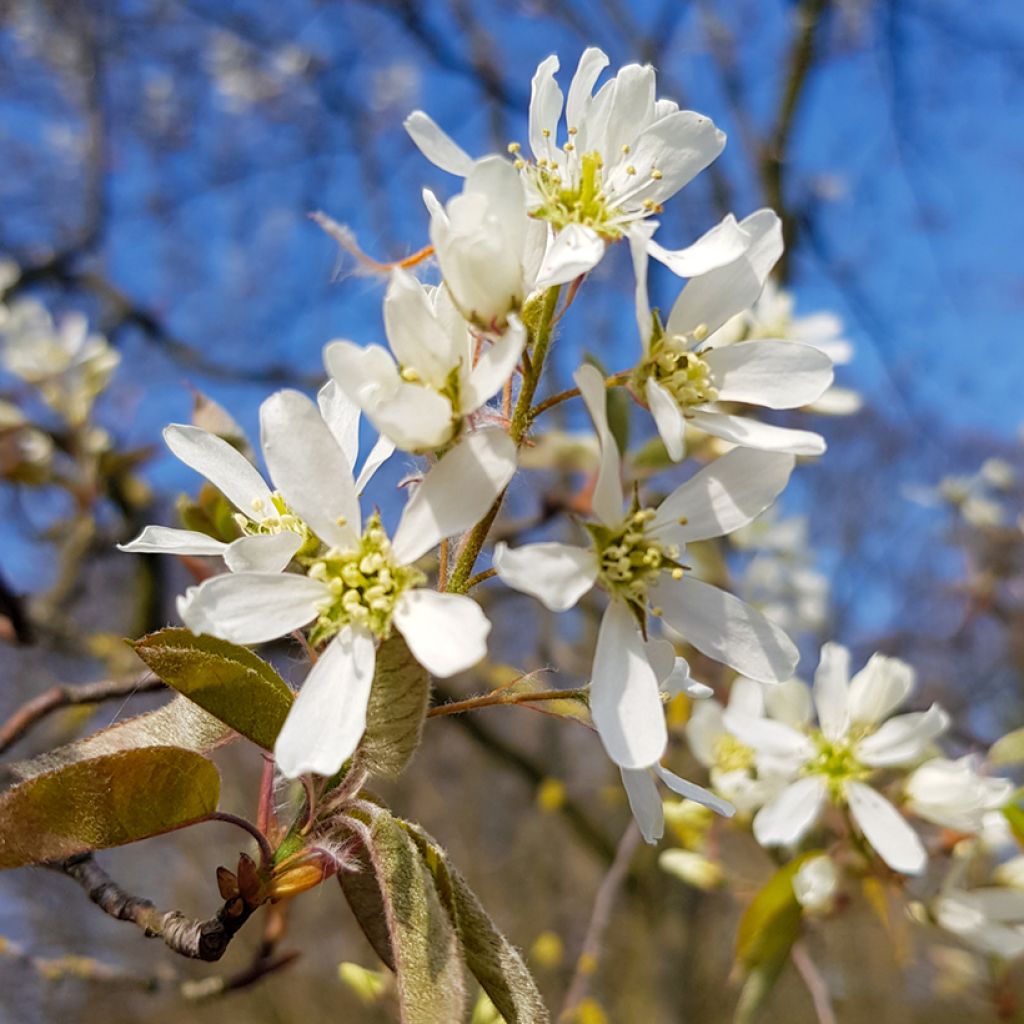 Amelanchier lamarckii - Pero corvino