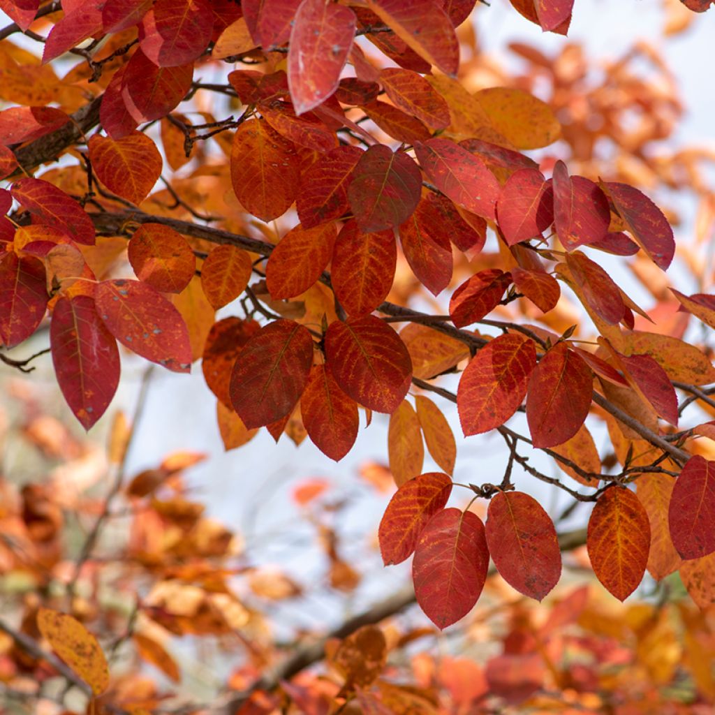 Amelanchier lamarckii - Pero corvino