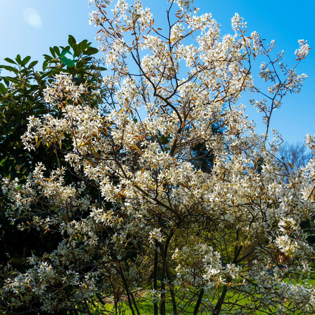 Amelanchier lamarckii - Pero corvino