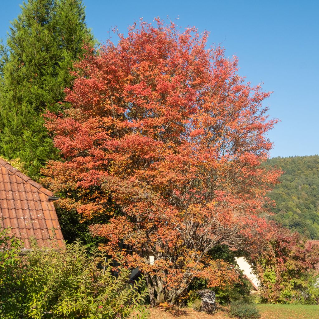 Amelanchier lamarckii - Pero corvino