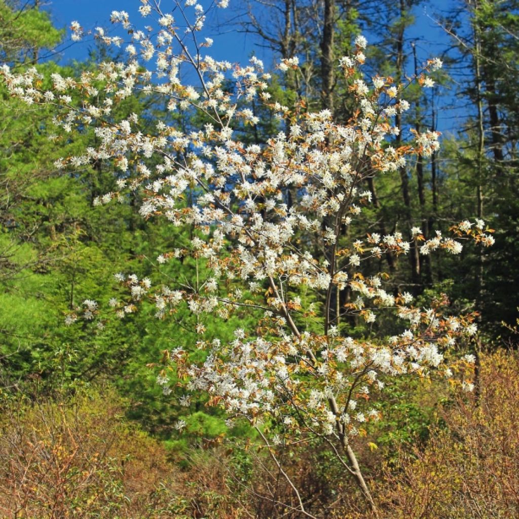 Amelanchier spicata