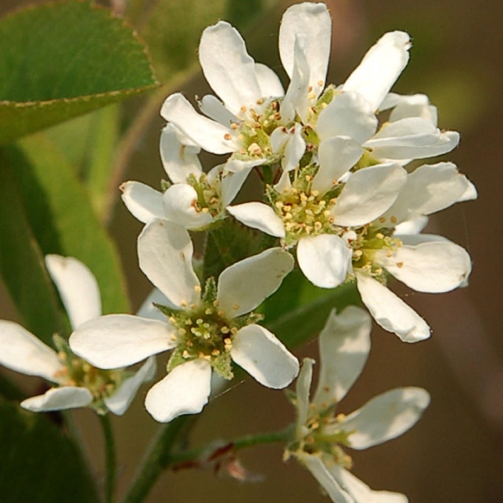 Amelanchier spicata