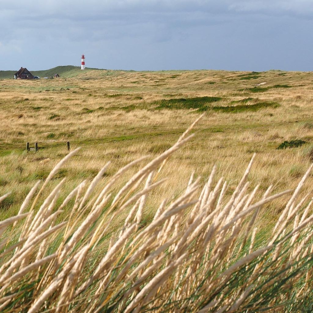 Ammophila arenaria - Oyat - Roseau des sables