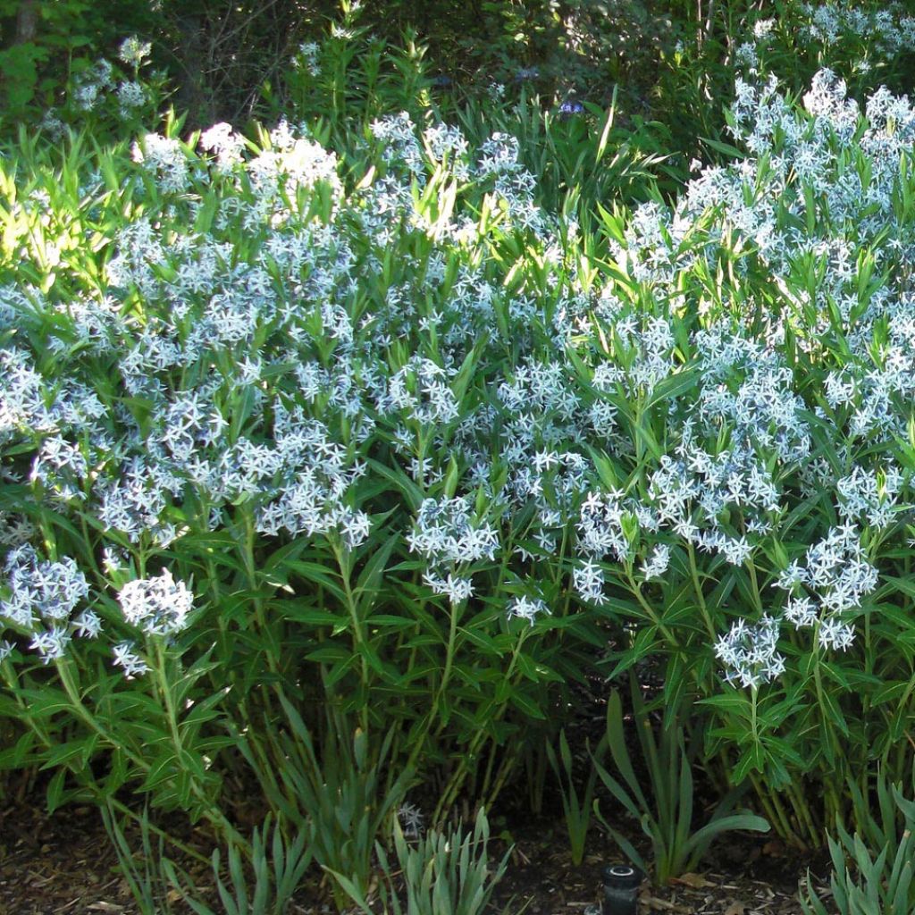 Amsonia ciliata - Amsonie ciliée