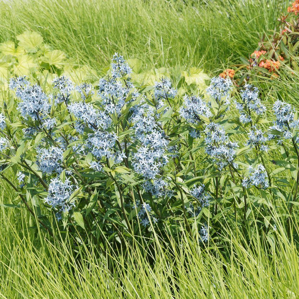 Amsonia ciliata