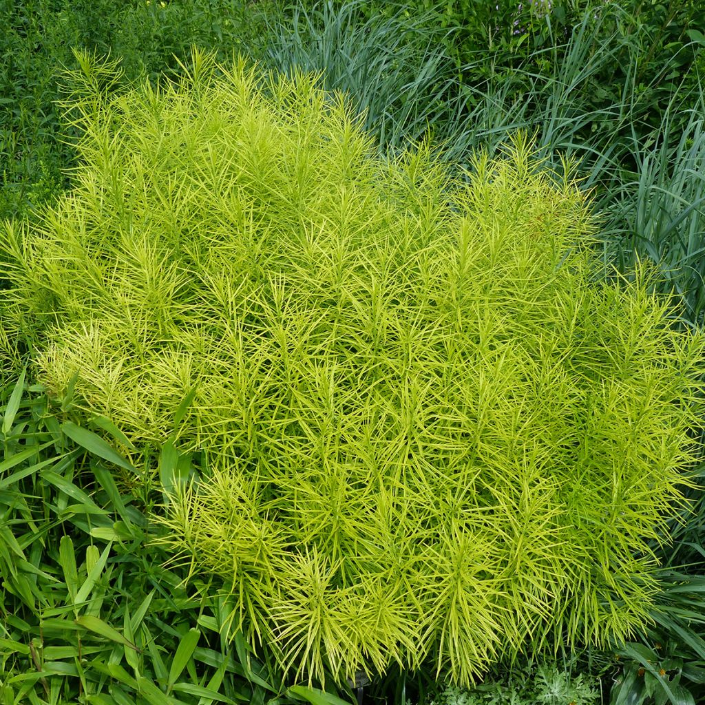 Amsonia hubrichtii