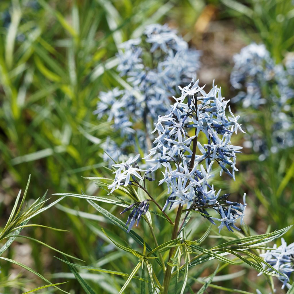 Amsonia hubrichtii