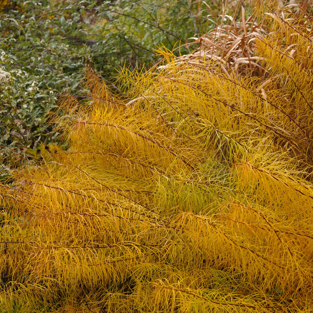 Amsonia hubrichtii